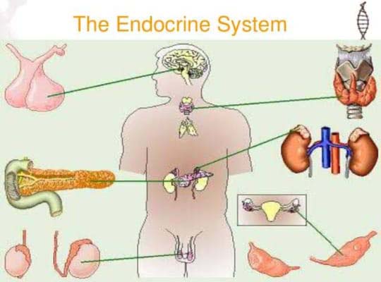 Endocrine System